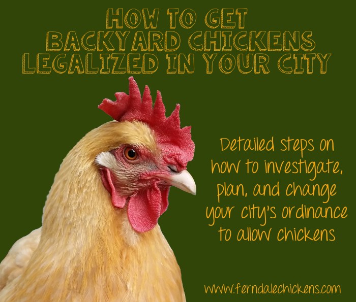 how to get backyard chickens legalized in your city