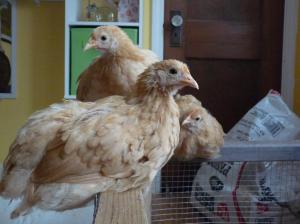 chickens pullets