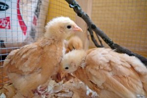 Chicks fuzzy head chicks