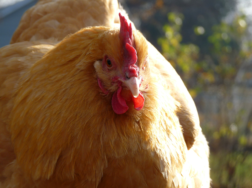 The Great Molt is finally over!