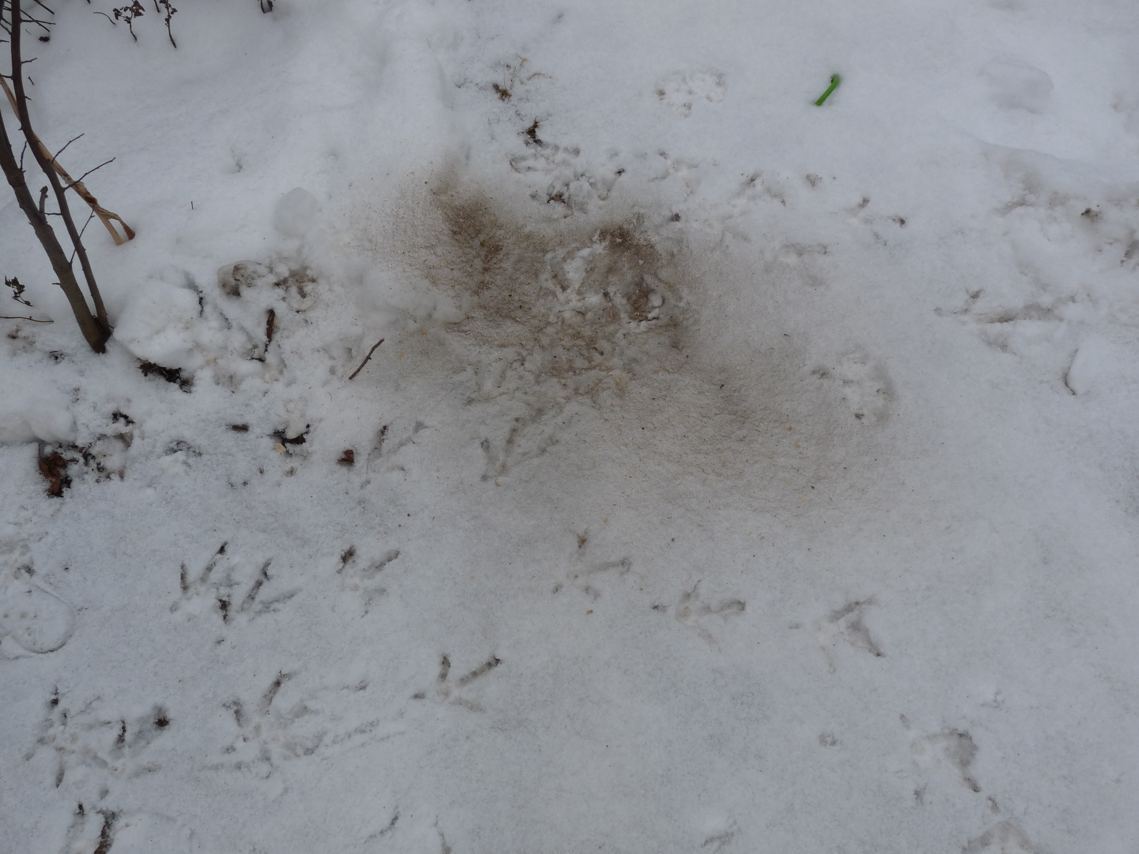 The telltale signs of a great dust bath.