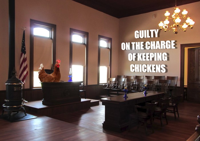 garden city mi man found guilty on criminal charge of keeping backyard chickens