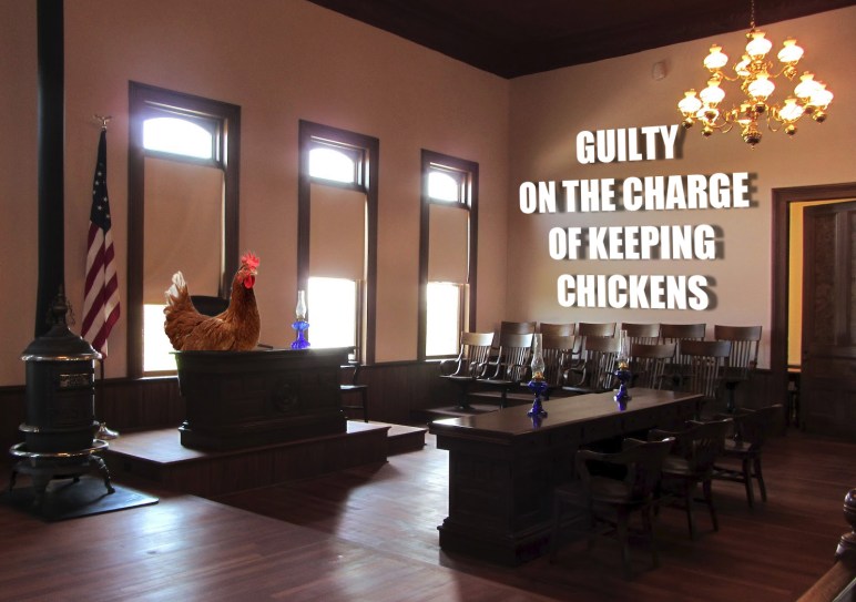 garden city mi man found guilty on criminal charge of keeping backyard chickens