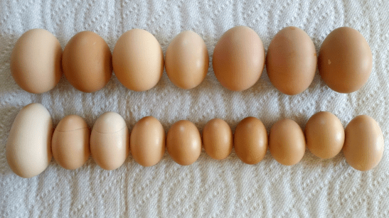 strange chicken eggs