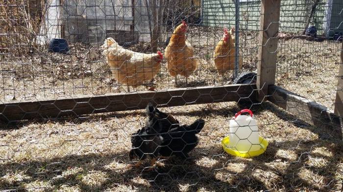 Chicks must be gradually introduced to older hens.  In this case, we used a 'chicken tractor' to keep the two groups physically separated but able to see each other.  