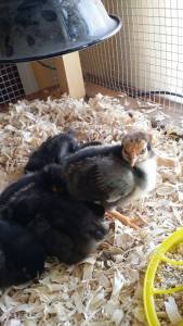 The yellow-faced chick turned out to be the only male in the 6 chick group. It was the friendliest & biggest as a chick; as it turned into a juvenile, it suddenly became standoffish and bossier to the pullets.  