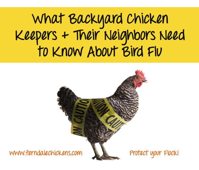 michigan bird flu avian influenza prevention