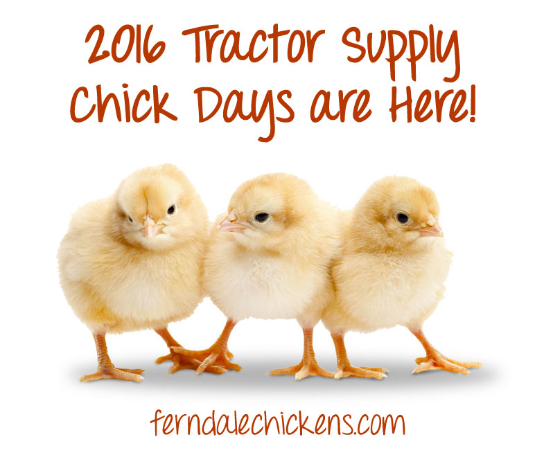 2016 TRACTOR SUPPLY CO. CHICK DAYS ARE HERE! FERNDALE MI | Ferndale