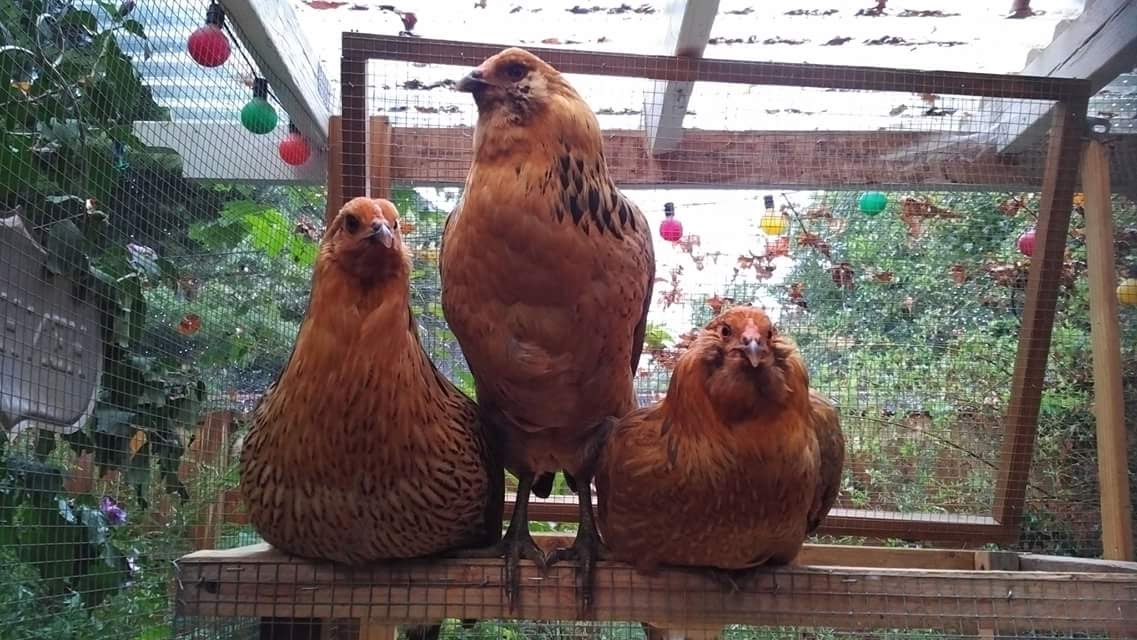 fb_img_1471143868977