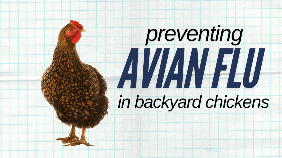 Preventing Avian Flu in your Michigan Backyard Chicken Flock | Ferndale ...